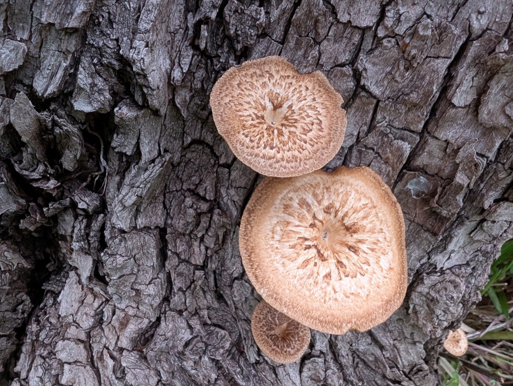 Lentinus arcularius · April 2026 · photo: © atsushi_nakajima_cirque (iNaturalist, cc-by)
