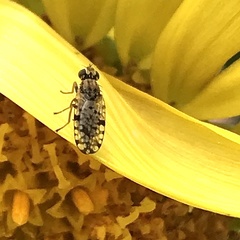 Dioxyna picciola