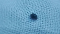 Rhyzobius forestieri