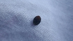 Rhyzobius forestieri