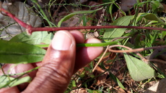 Xenostegia tridentata