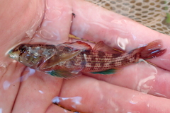 Etheostoma inscriptum