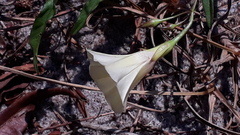 Xenostegia tridentata