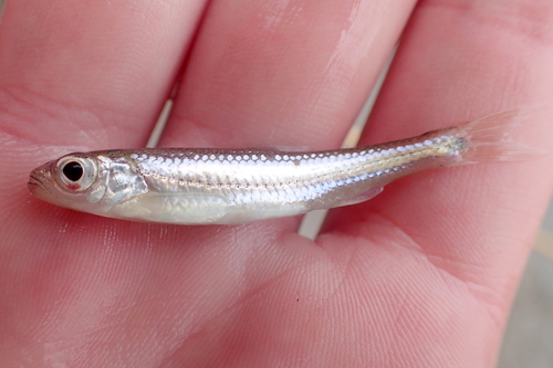 Popeye shiner (Notropis ariommus) — Cyprinidae