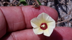 Xenostegia tridentata