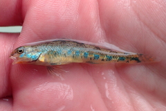 Etheostoma gore