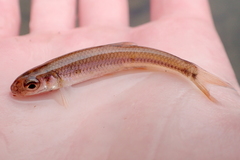 Notropis spectrunculus