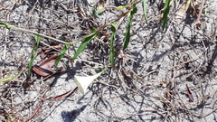 Xenostegia tridentata