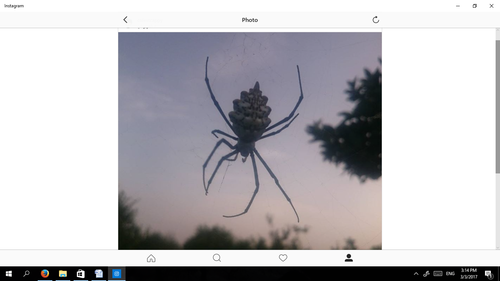 Argiope sector