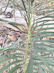 Macrozamia spiralis, photograph author not stated, no rights reserved