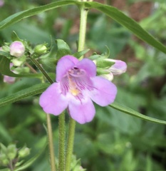 Penstemon tenuis