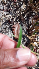 Xenostegia tridentata
