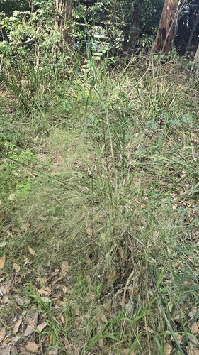 Austrostipa ramosissima, photograph 6