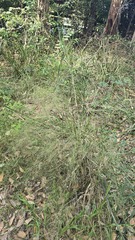 Austrostipa ramosissima, photograph (c) Petra Holland, some rights reserved (CC BY)