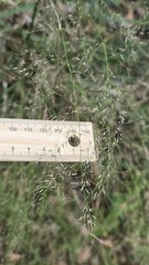 (c) Petra Holland, some rights reserved (CC BY) Austrostipa ramosissima, photograph (c) Petra Holland, some rights reserved (CC BY)