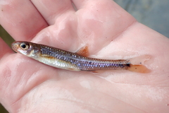 Notropis spectrunculus