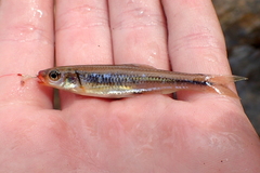 Notropis rubricroceus