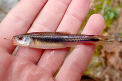 Notropis rubricroceus