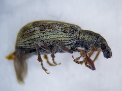 Polydrusus tereticollis