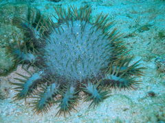 Acanthaster