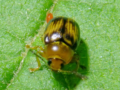 Cryptocephalus pusillus