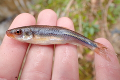 Notropis rubricroceus