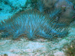 Acanthaster