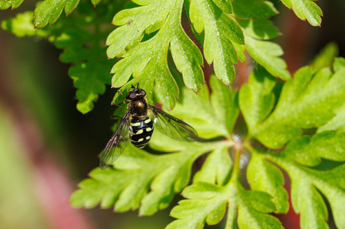 Confusing Conifer Fly photo 5