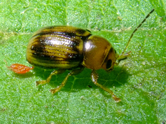 Cryptocephalus pusillus