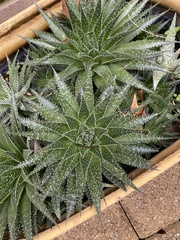 Aristaloe aristata