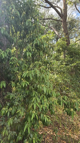 Backhousia citriodora