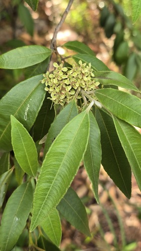 Backhousia citriodora