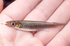 Fundulus lineolatus