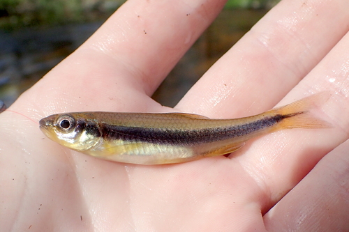 Yellowfin Shiner