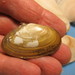 Hiatula siliquens - Photo (c) Lloyd Esler,  זכויות יוצרים חלקיות (CC BY-NC), הועלה על ידי Lloyd Esler