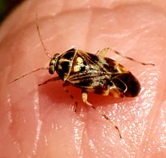 Tropidosteptes quercicola