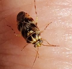 Tropidosteptes quercicola