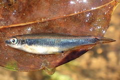Pteronotropis stonei