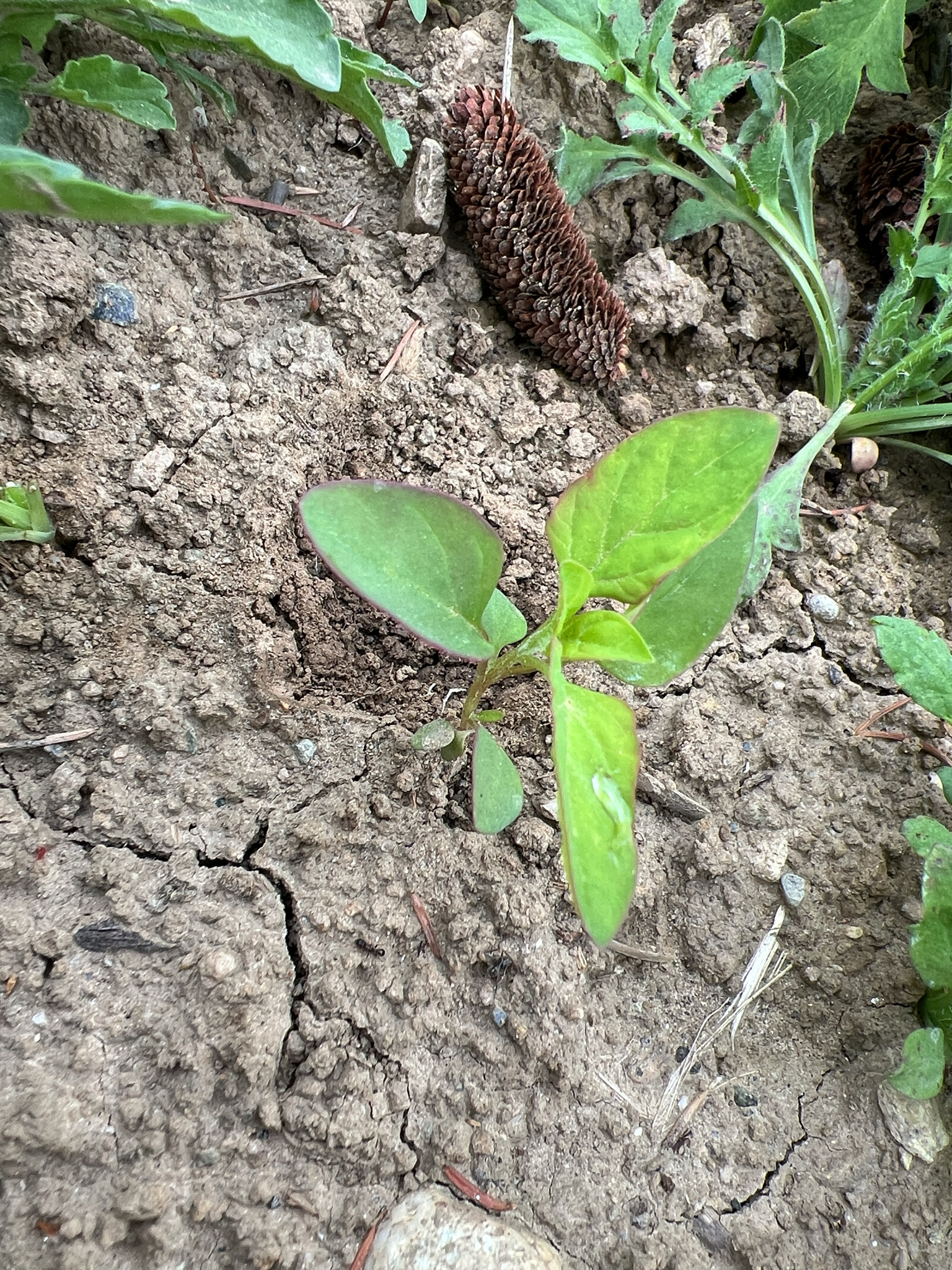 Imagem de Lipandra polysperma