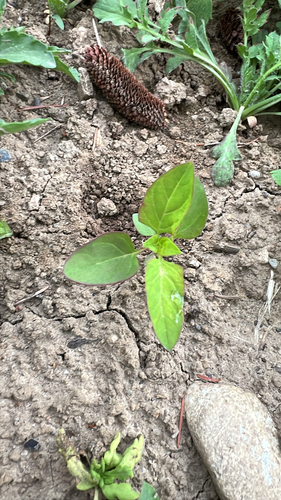 Foto de Lipandra polysperma