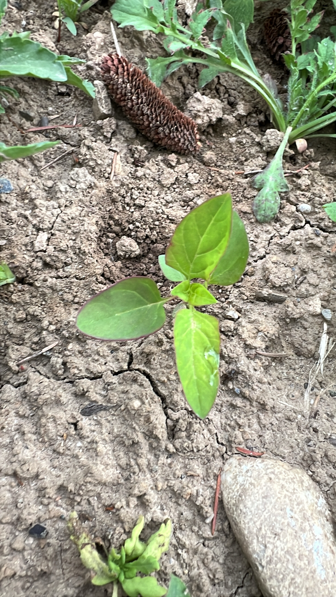Imagem de Lipandra polysperma