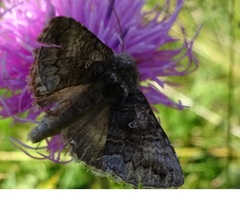 Syngrapha interrogationis