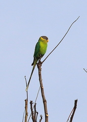 Psittacula cyanocephala