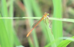 Ceriagrion glabrum