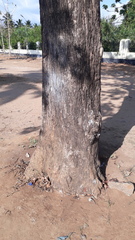 Terminalia paniculata