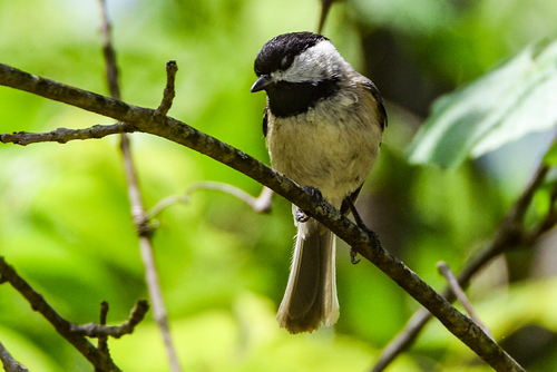 Carolina Chickadee photographed in Oklahoma