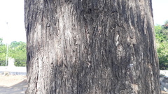 Terminalia paniculata