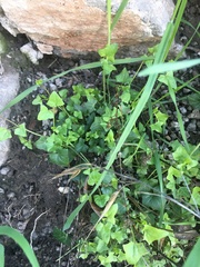 Maurandya antirrhiniflora