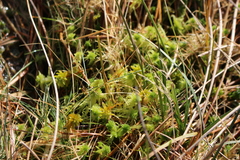 Sphagnum flexuosum