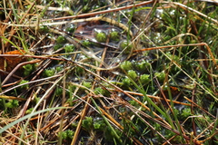 Sphagnum flexuosum